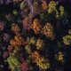 Aerial of Fall Leaves in the Wilderness - VideoHive Item for Sale