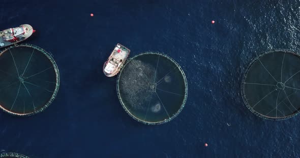 Boats feeding fish aerial view fields