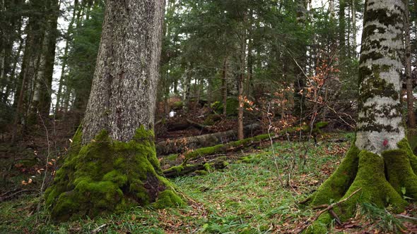 Mosscovered Trees on a Mountainside in Biogradska Gora National Park