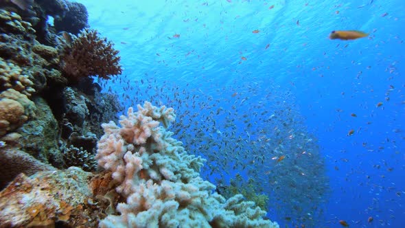  Blue Sea Water Glassfish