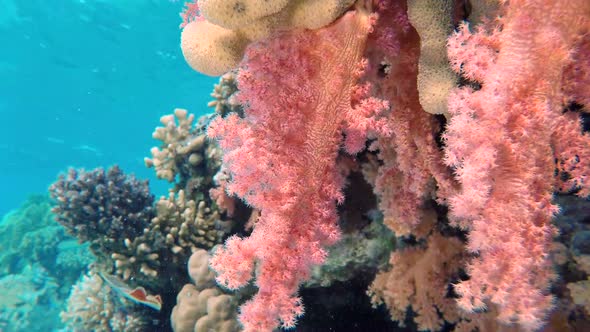 Colorful Underwater Broccoli Soft Coral