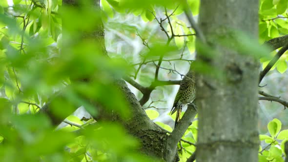 Fall migrating Northern Flicker bird on tree previously perforated in little holes