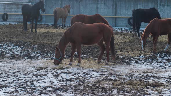 Horses on Farm or Ranch Eat Hay on Winter Time