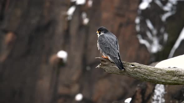 Peregrine Falcon Video Clip