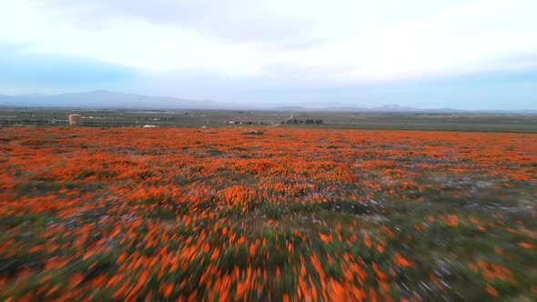 Aerial drone shot flying low and fast over a field or meadow of native wildflowers and orange Califo