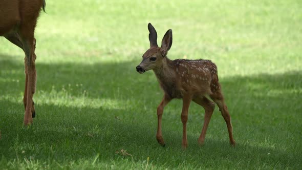 Mule deer fawn walking up to doe and buck as they are grazing on grass