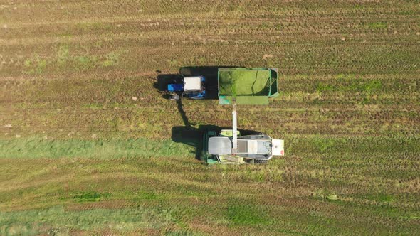 Aerial View Driving Harvester Collect Corn In Field And Pour It In Truck Trailer