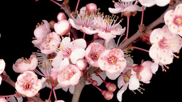 White Flowers Blossoms on the Branches Cherry Tree