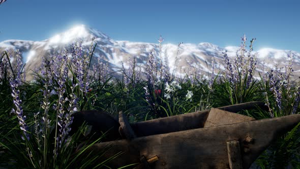 Lavender Field with Blue Sky and Mountain Cover with Snow