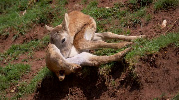 Cute baby mouflon sheep cleaning body in rural landscape during sunlight in the morning