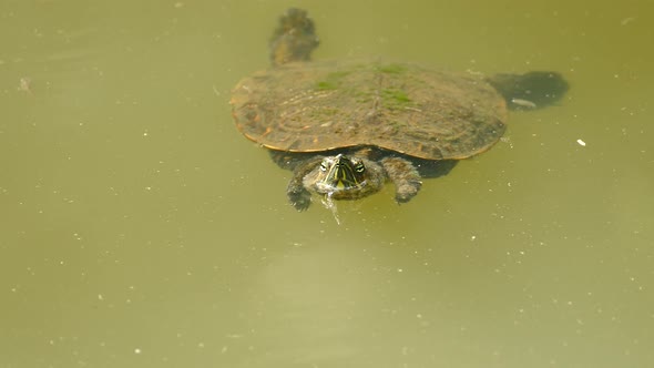 Turtle Floating in Murky Pond, Fry Swimming Around, Close Up