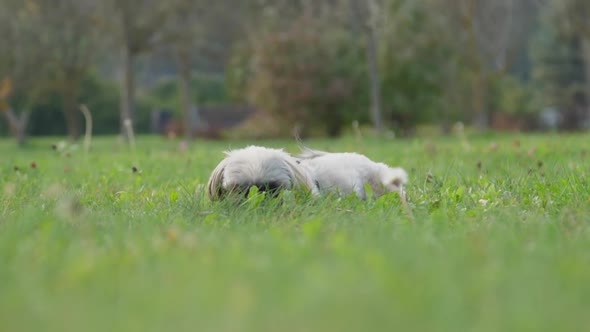 Shih Tzu Dog Stands Up and Smells Meadow Grass in Park