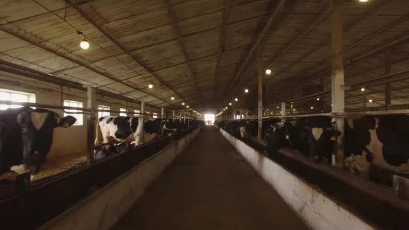 Herd of Cows in Cowshed