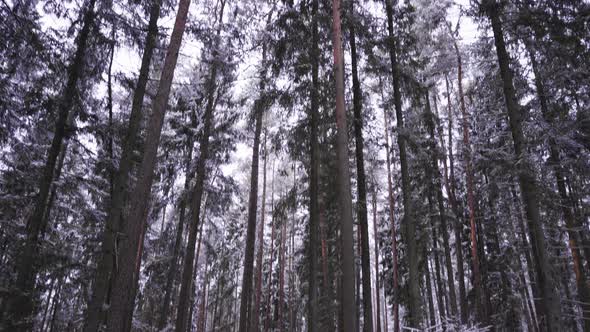 Snowy woods/forest in Riga, Latvia. Camera starts on the snowy ground and tilts up to tall trees wit