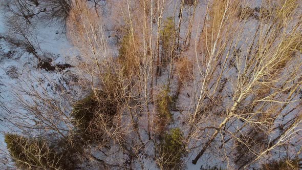 Winter Landscape in a Snow Covered a Heavy Wet Snowfall a Thick Layer of Snow Lies on the Branches