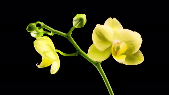 Blooming Yellow Orchid Phalaenopsis Flower