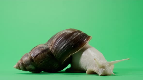 Big Snail Crawling on Green Screen Isolated with Chroma Key