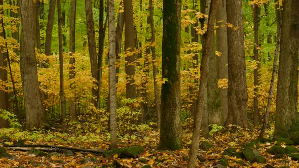 Calm Scenery In The Forest - Tree Trunks And Yellow Leaves During Autumn In Ontario, Canada - medium