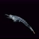 Crustacea larva Euphausiacea, at stage Furcilia under a microscope, of family Euphausiidae - VideoHive Item for Sale