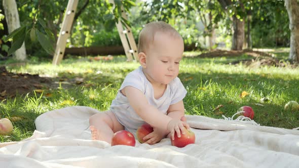 Cute Baby Boy Sitting on Grass at Orchard and Playing with Ripe Apples