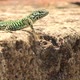 Italian Wall Lizard Ruin Lizard - VideoHive Item for Sale