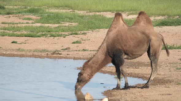 Free Herd of Wild Camel Drinking in Natural Lake Water