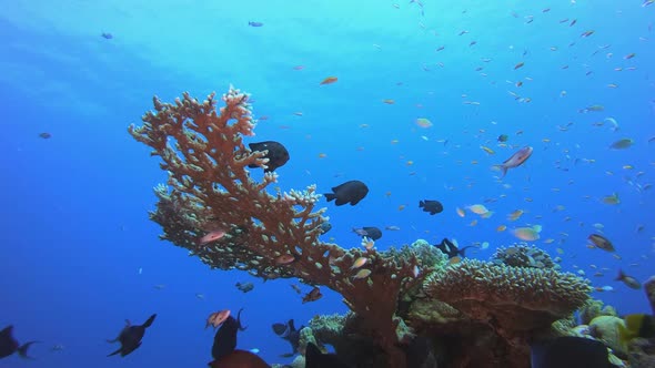 Coral Garden Orange Fish