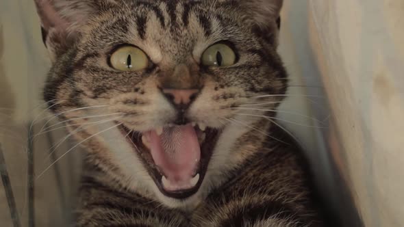 Angry young tabby cat hissing into camera close up portrait shot