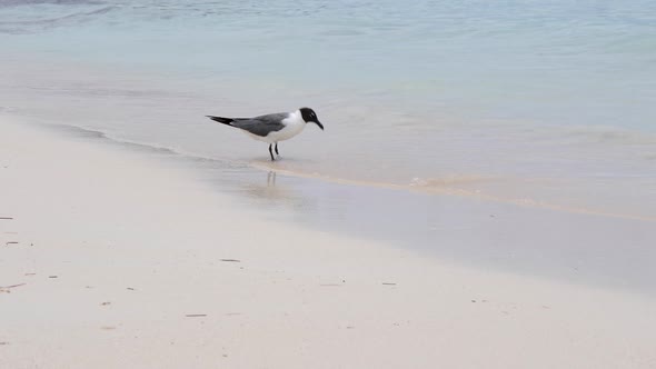 Blackheaded gull standing on the shore and picking the sand in slow motion. Filmed on a beach in Bim
