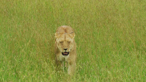 Lioness walking in the grass