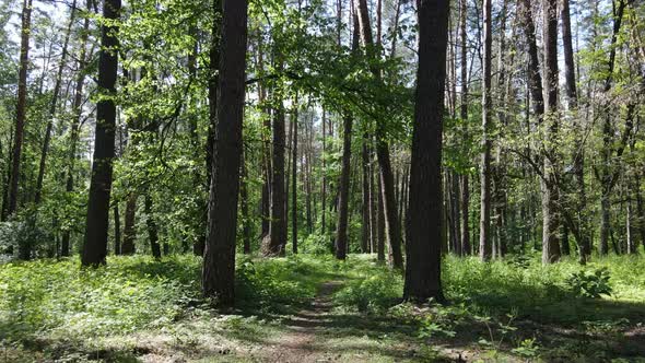 Trees in the Forest By Summer Day