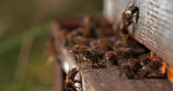 European Honey Bee, apis mellifera, Bees standing at the Entrance of The Hive, Insect in Flight