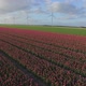 Tulip field and wind turbines - VideoHive Item for Sale