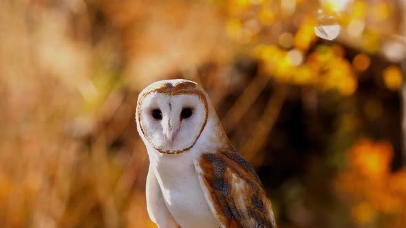 Close-up of a Barn Owl