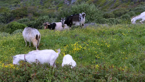 Goats That Feed Green Grass In The Mountain