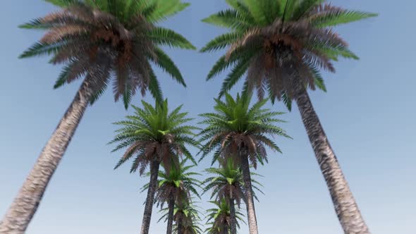 Alley of Palm Trees Summer Tropical Leaf.