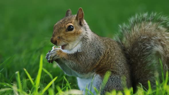 Squirrel eating fruit in the park