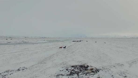 Iceland Wild Horses running In The Snow 4k.