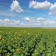 Margins of Sunflower Fields In Rays of Setting Sun - VideoHive Item for Sale