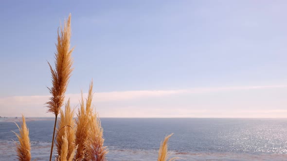 Slow motion shot of Pampas Grass blowing in the breeze near Big Sur California