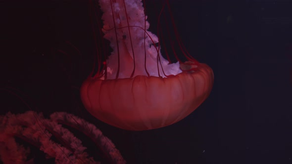 A Red Jellyfish Floats in the Dark Water