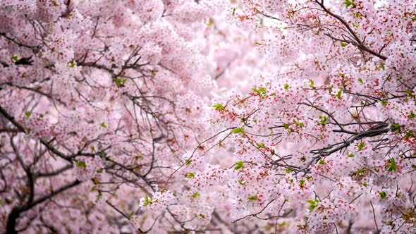 Blooming Sakura Cherry Blossom