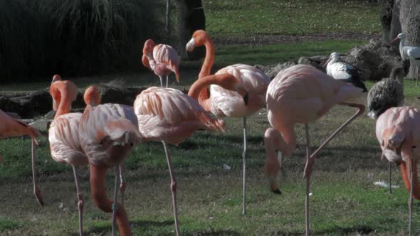 Pink flamingos in a park