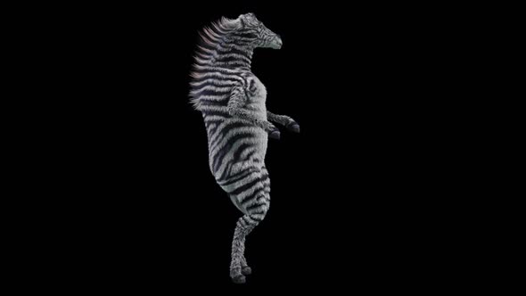 55 Zebra Dancing HD