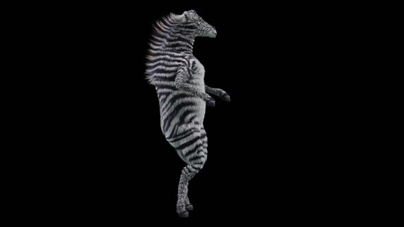 55 Zebra Dancing HD alt