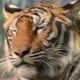 bengal tiger face close up - VideoHive Item for Sale