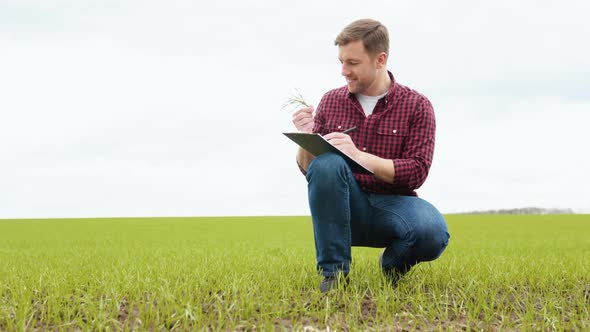 Man Farmer Working in the Field Inspects the Crop Wheat Germ Natural a Farming