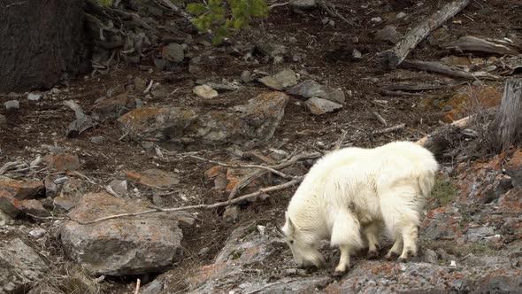 Mountain Goat grazing on rocky hill
