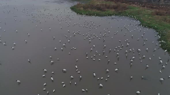 Aerial drone shot of lagoon full of cranes wood stork and jabirus in Pantanal Brazil