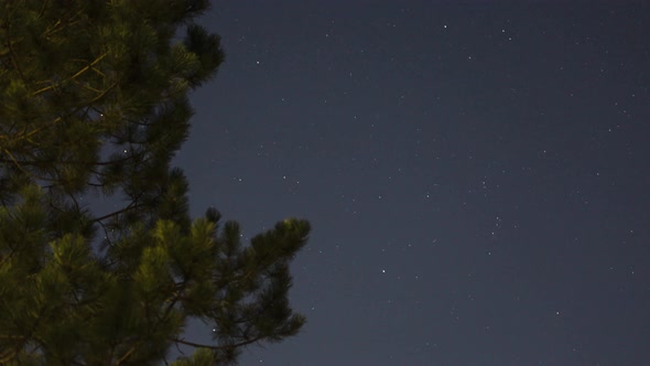 Night time lapse with Stars and a Tree